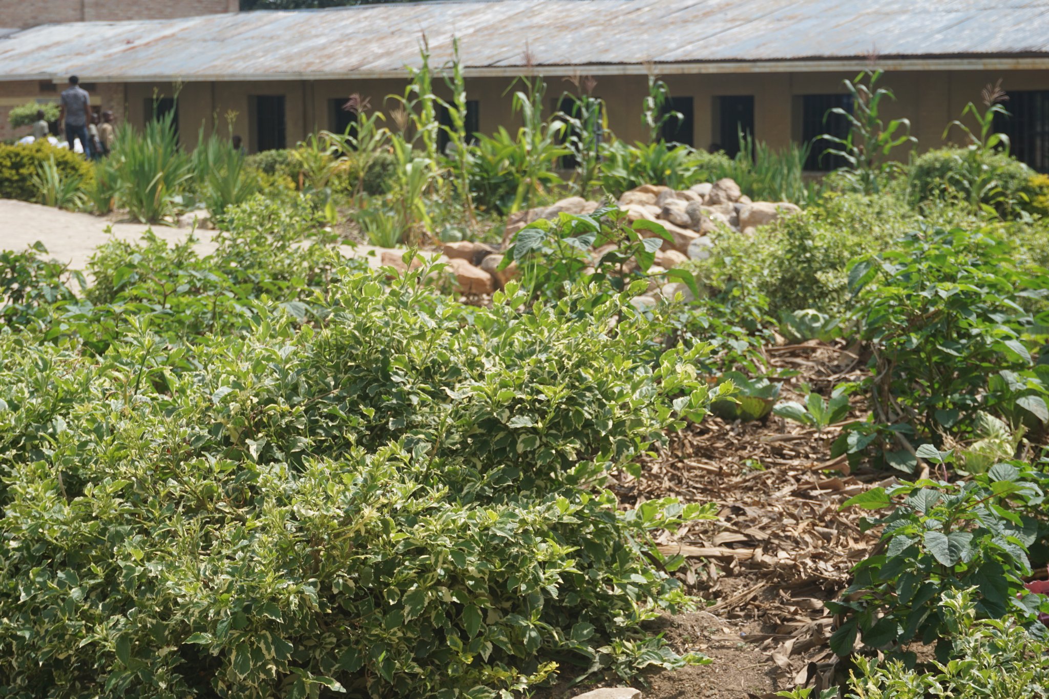Bahisemo gutera imboga mu rwego rwo kunoza isuku banarwanya imirire mibi