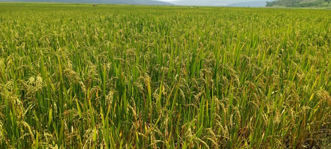 Ubwishingizi bwatumye abahinzi badaterwa ubwoba n'igihombo cyaturukaga ku mihindagurike y'ikirere